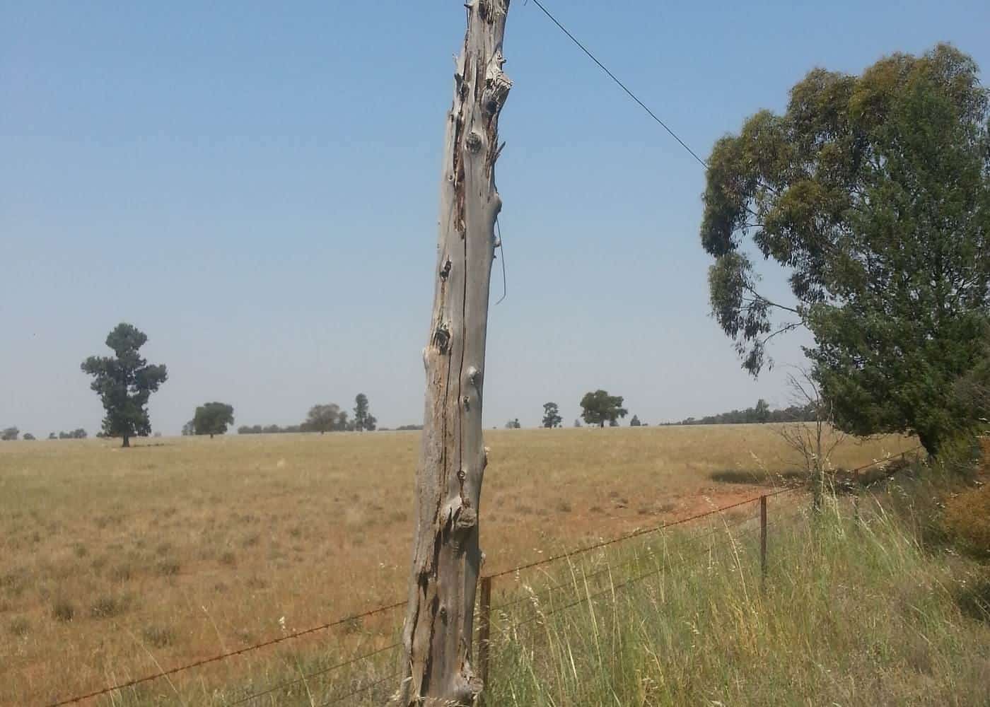 Timber telephone pole with a wire running across a dry paddock